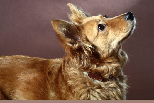 Italian mongrel dog hair from the gold and copper and black
