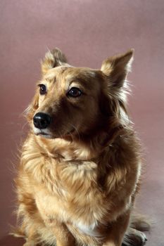 Italian mongrel dog hair from the gold and copper and black
