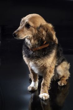 Italian mongrel dog fur gold, copper and black
