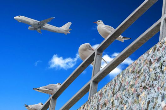 Four seagulls on Gelänger on background of blue sky with clouds and an airplane.