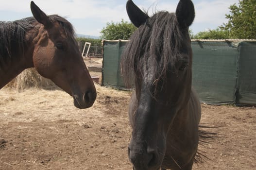 Beautiful brown horses on pasture in summer