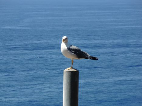 seagull on pillar