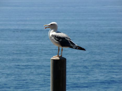 seagull on pillar