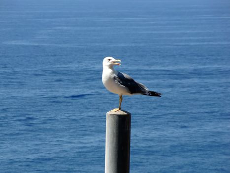 seagull on pillar