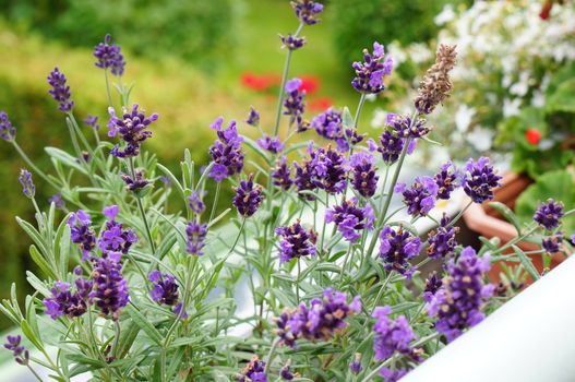 Group of purple lavendel flowers in the garden