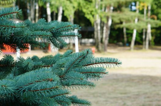 Twigs of a pine tree at a park