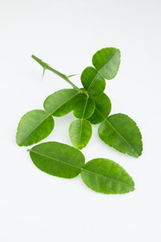 kaffir lime leaves. thai herb isolated on white background.