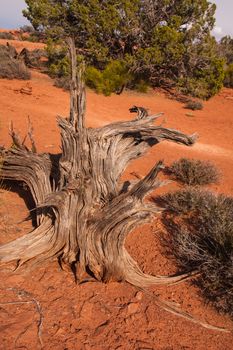 Utah Juniper tree remains with live tree in the background on desert setting in Canyonlands National Park, Utah