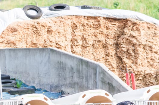 Silage compacted well in the absence of air with white plastic film.