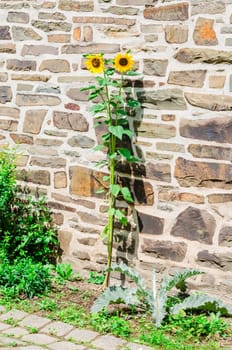 Two beautiful sunflowers against a brick wall.