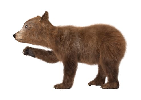 3D digital render of a brown bear cub isolated on white background