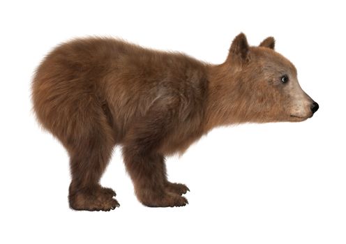 3D digital render of a brown bear cub isolated on white background