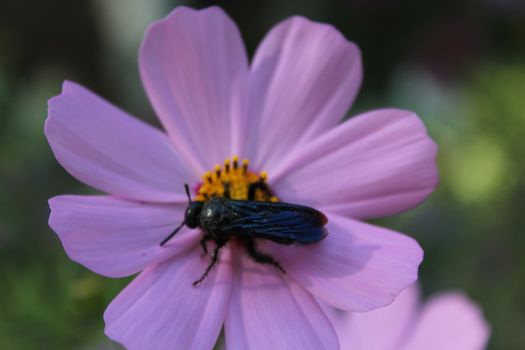 Black wasp - Astata on a flower.