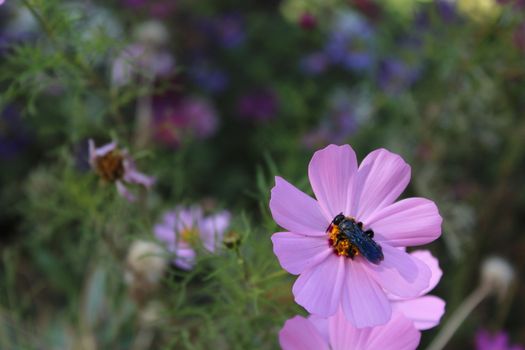 Black wasp - Astata on a flower.