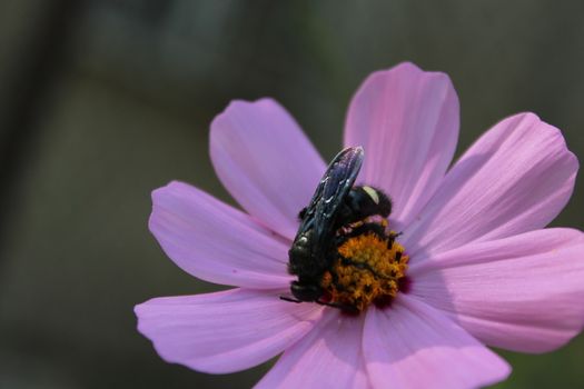 Black wasp - Astata on a flower.