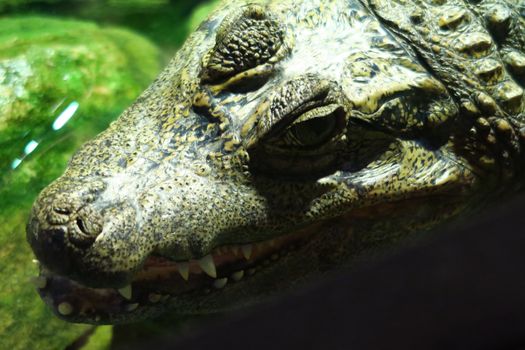 Head of caiman, a length of about 2 meters