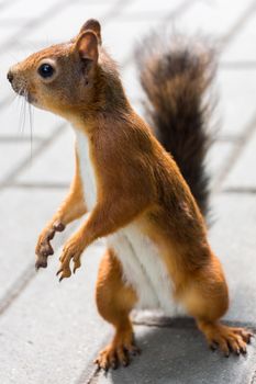 The photo shows a squirrel
