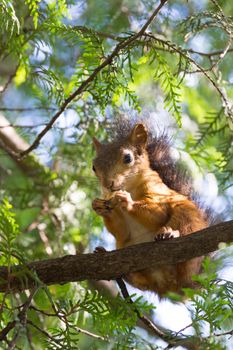 The photo shows a squirrel