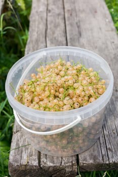 The photo shows a white currants.