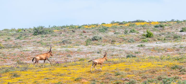 Two red hartebeest between indigenous flowers next to the road between Skilpad in the Namaqua National Park and Soebatsfontein