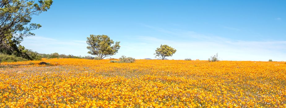 A sea of orange daisies at Skilpad in the Namaqua National Park of South Africa