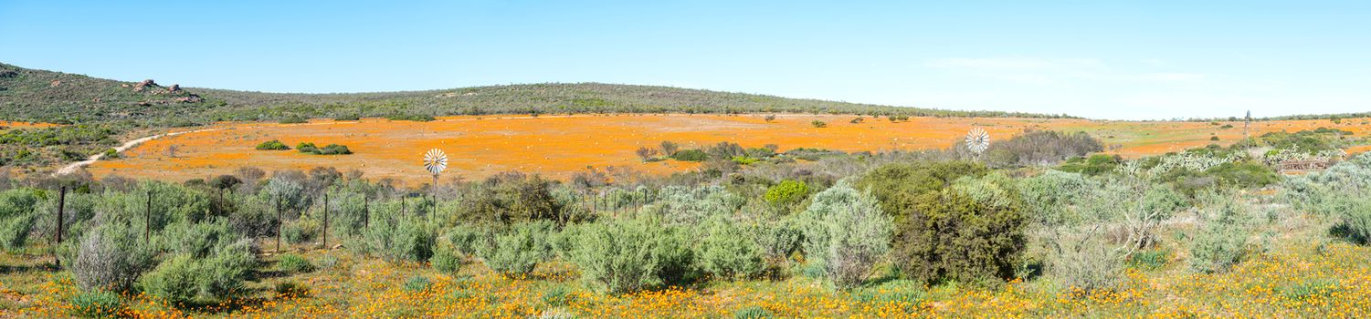 Panorama of Skilpad in the Namaqua National Park of South Africa with large fields of indigenous orange daisies in the back