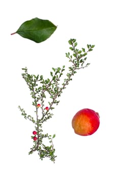 Cotoneaster with berry and leaf beside isolated on white background.
