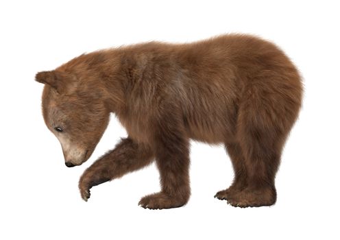 3D digital render of a brown bear cub isolated on white background