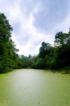 dirty green pond