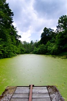 dirty green pond