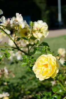 yellow rose