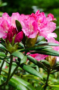 rhododendron