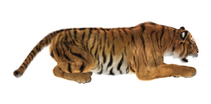 3D digital render of a tiger hunting isolated on white background