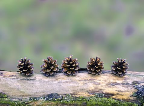 Five pine cones arranged in a row on a branch, still life in forest, natural simple winter autumn christmas decoration, blurred background as copy space, usable as background wallpaper illustration