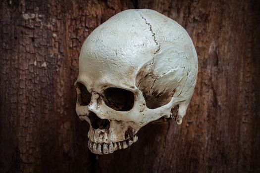 Skull on brown wooden  background 