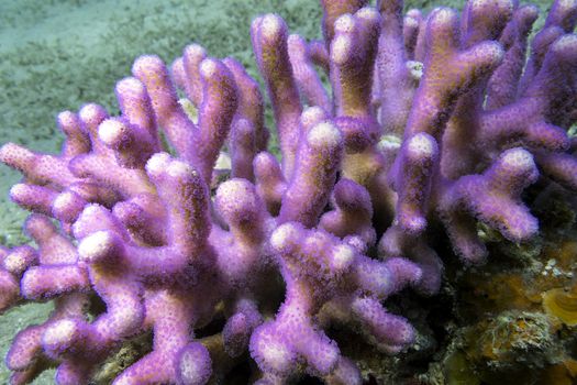 coral reef with pink finger coral at the bottom of tropical sea