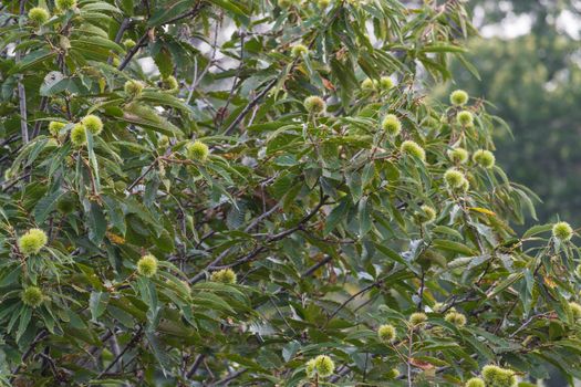 Chestnut tree full of groups of curly chestnut.