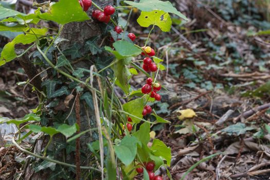 Cranberry fruit on the bushes close up.