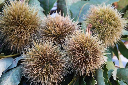 The cluster of five chestnuts