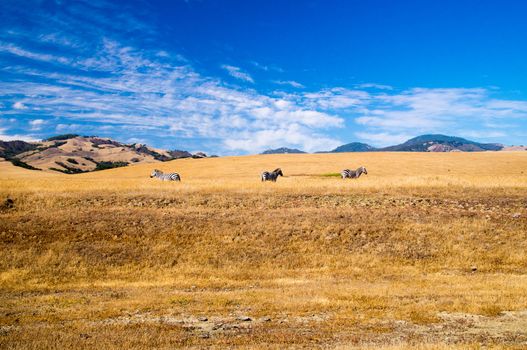 Three Zebra on California coast