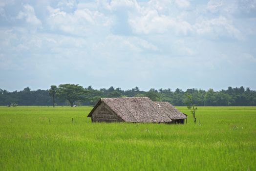 Farm house among rice fields in the Ayeyarwady Region of Myanmar.