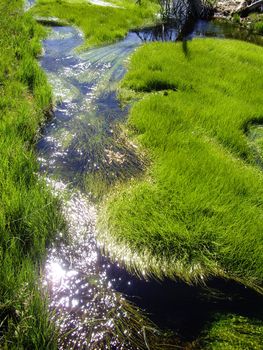Grasses flow in thermal rivers in Yellowstone National Park