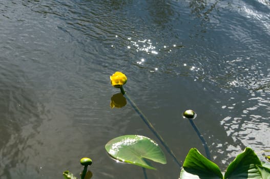 Yellow water lily in Yellowstone River