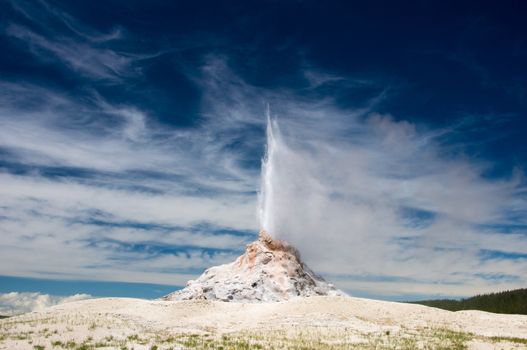 Eruption of White Dome Geyser at Yellowstone National Park