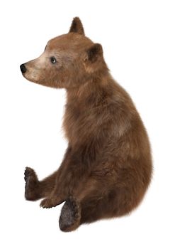 3D digital render of a brown bear cub isolated on white background