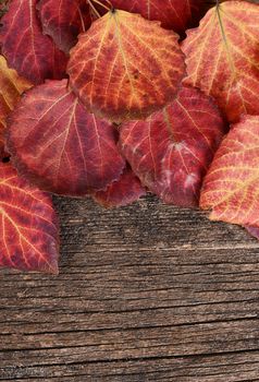 The autumn leaves on a wooden background