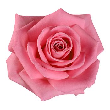 The pink rose on a white background