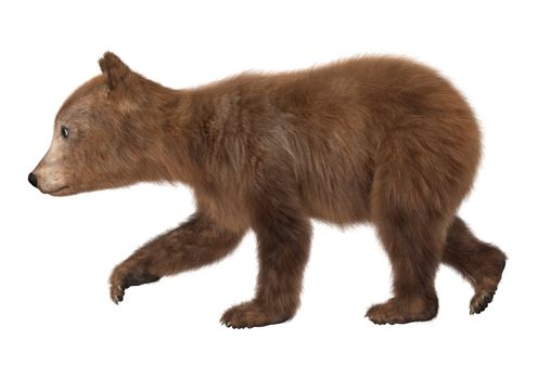 3D digital render of a brown bear cub isolated on white background