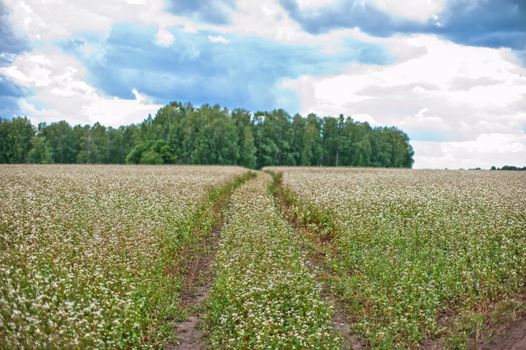 Buckwheat field with road, summer scene