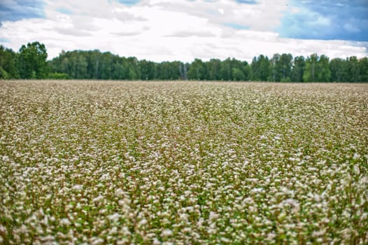 Buckwheat field at summer scene